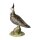 Kiebitz groß, Vogel des Jahres 2024, Goebel